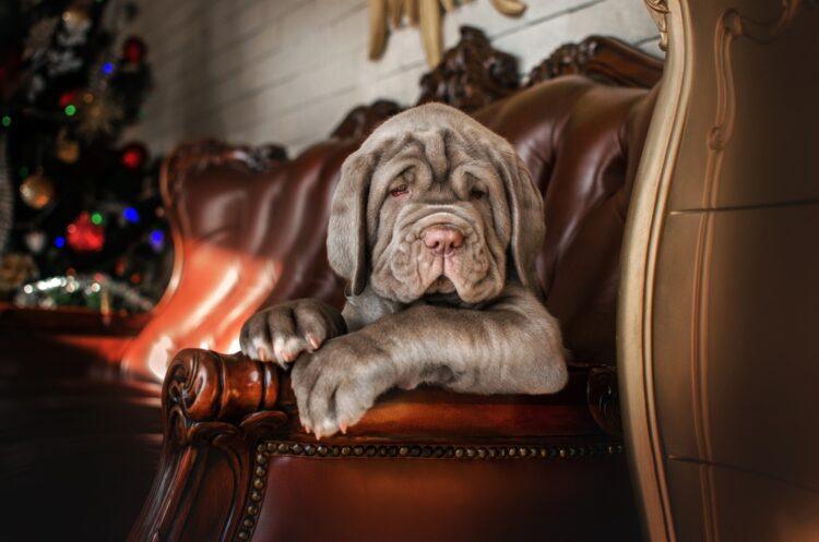 Neapolitan Mastiff Puppies For Sale