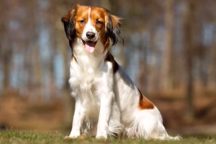 Nederlandse Kooikerhondje Puppies For Sale