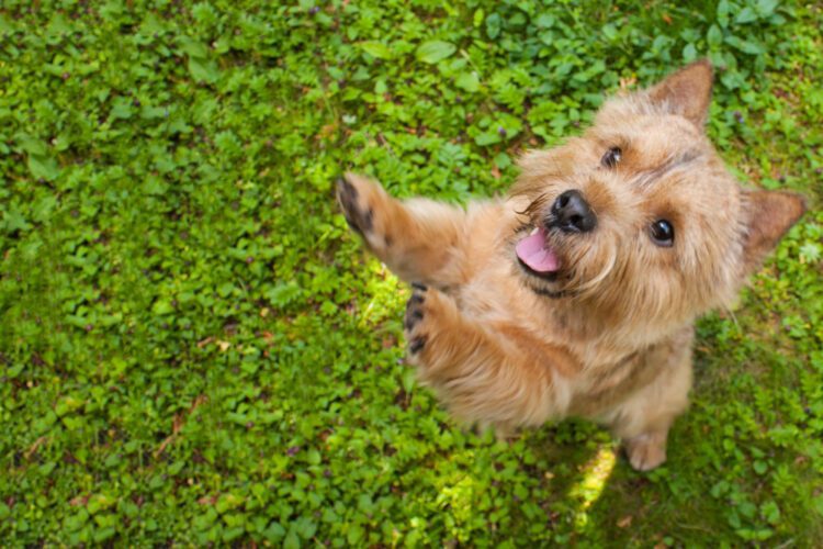 Norwich Terrier Puppies For Sale