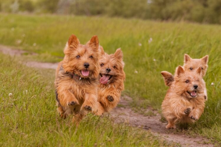 Norwich Terrier Puppies For Sale