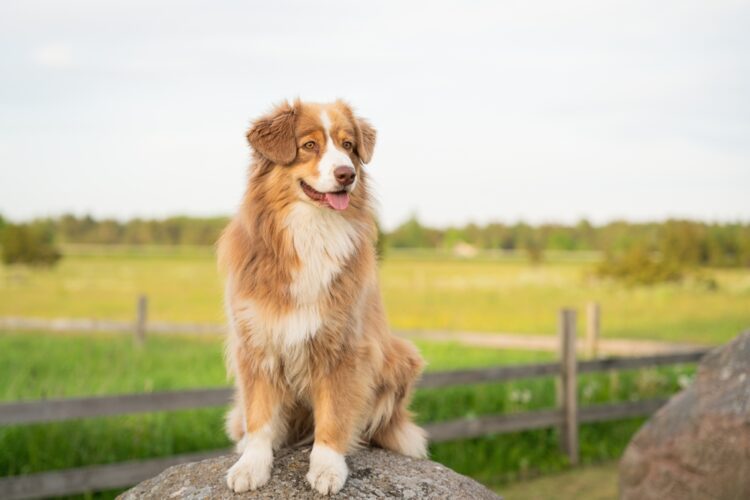 Nova Scotia Duck Tolling Retriever Puppies For Sale
