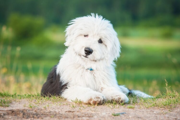 Old English Sheepdog Puppies For Sale