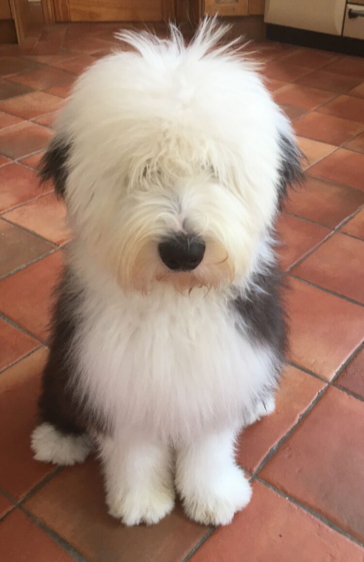 Old English Sheepdog Puppies For Sale