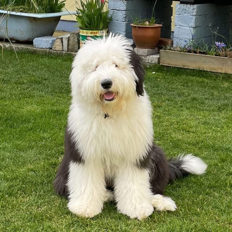 Old English Sheepdog Puppies For Sale