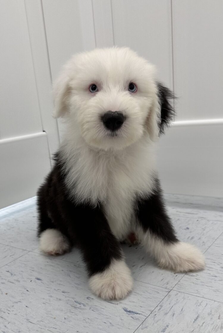 Old English Sheepdog Puppies For Sale