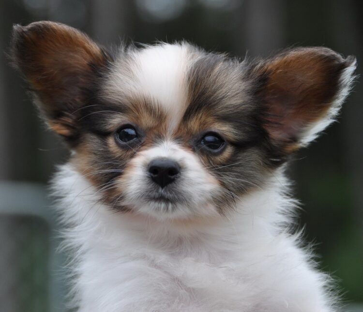 Papillon puppies for sale- vaccinated