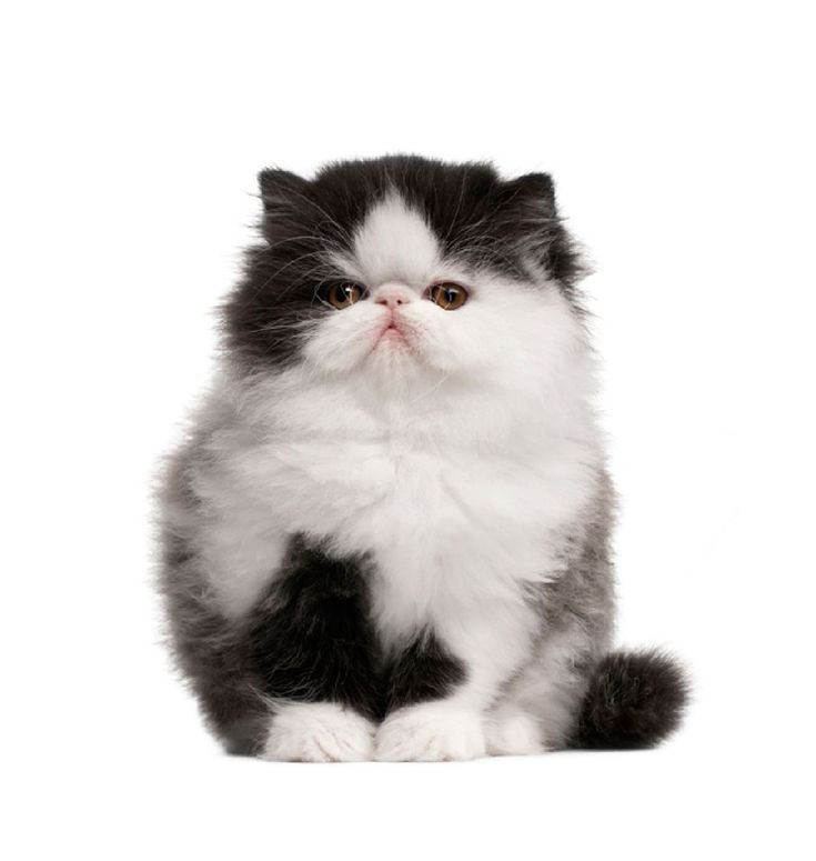 Punch Face Persian Cat for sale in india