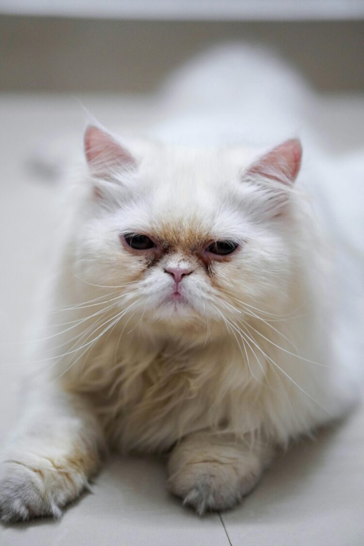 Buy Punch Face Persian Cat in India- vaccinated