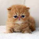 Punch Face Persian Cat for sale in Delhi, India
