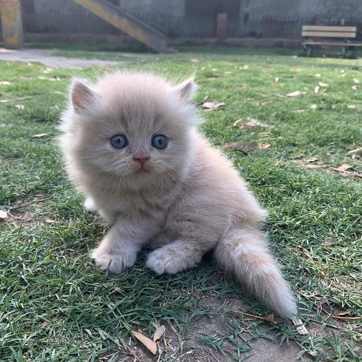 Persian Cat Semi Punch Face Kittens for sale- vaccinated