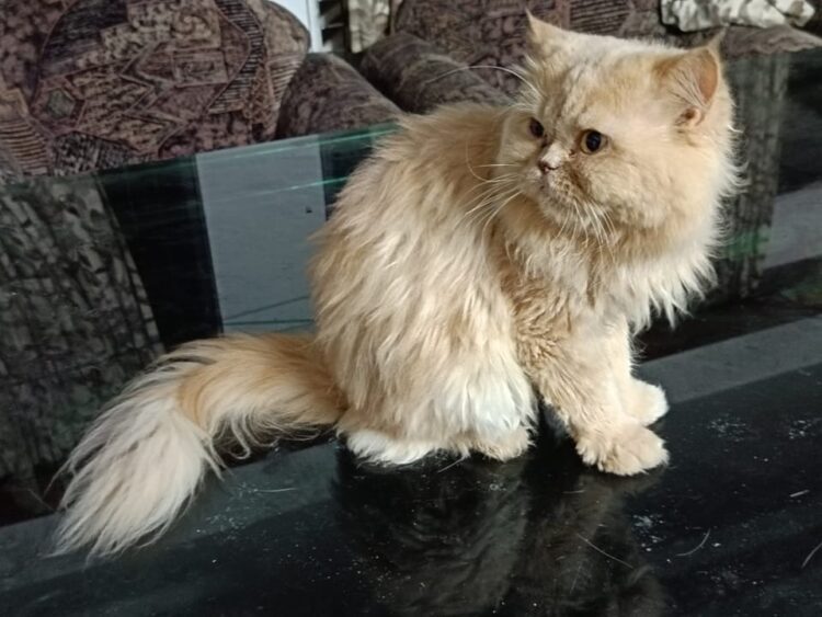 Buy Persian Cat Semi Punch Face Kittens in Delhi