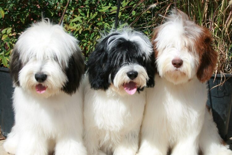 Polish Lowland Sheepdog Puppies For Sale