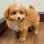 Pomapoo Puppies For Sale