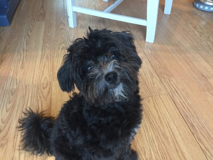 Pomapoo Puppies near me