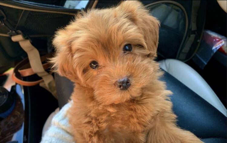 Pomapoo Puppies in india