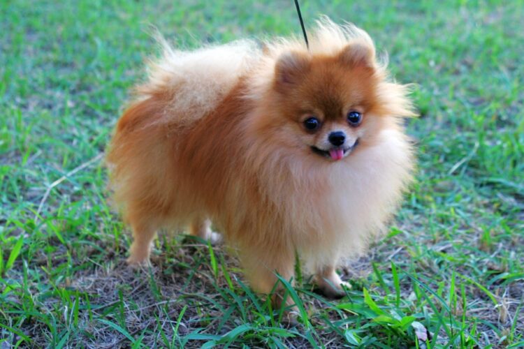 Pomeranian puppies for sale in india