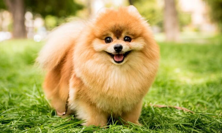 Buy Pomeranian In Delhi, india- vaccinated