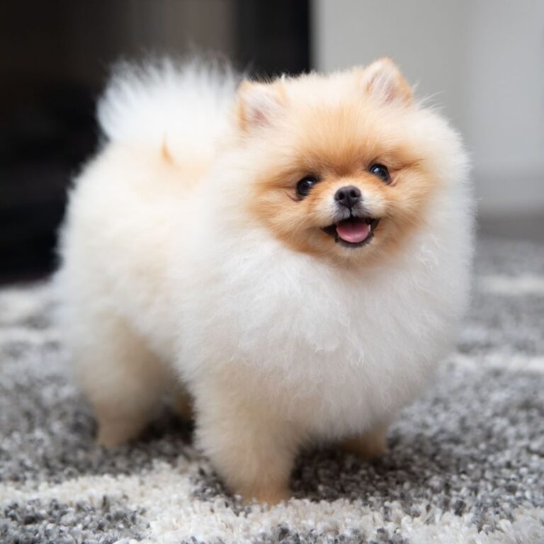 Buy Pomeranian puppies near me in Delhi
