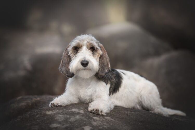 Petit Basset Griffon Vendeen Puppies For Sale