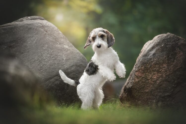 Petit Basset Griffon Vendeen Puppies For Sale