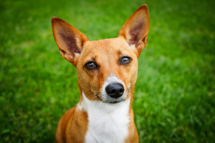 Portuguese Podengo Pequeno Puppies For Sale