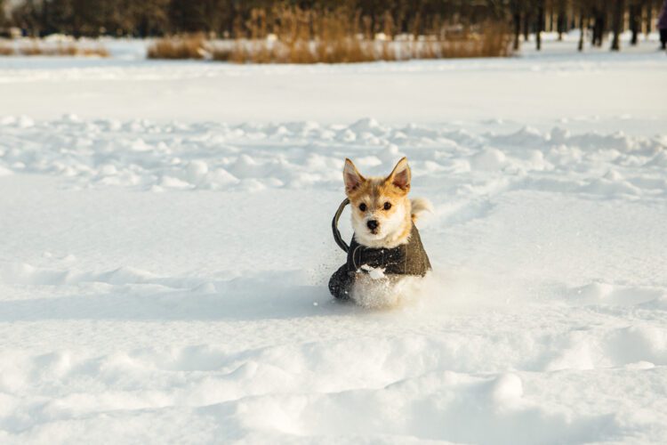 Portuguese Podengo Pequeno Puppies For Sale