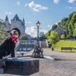 Portuguese Water Dog for sale