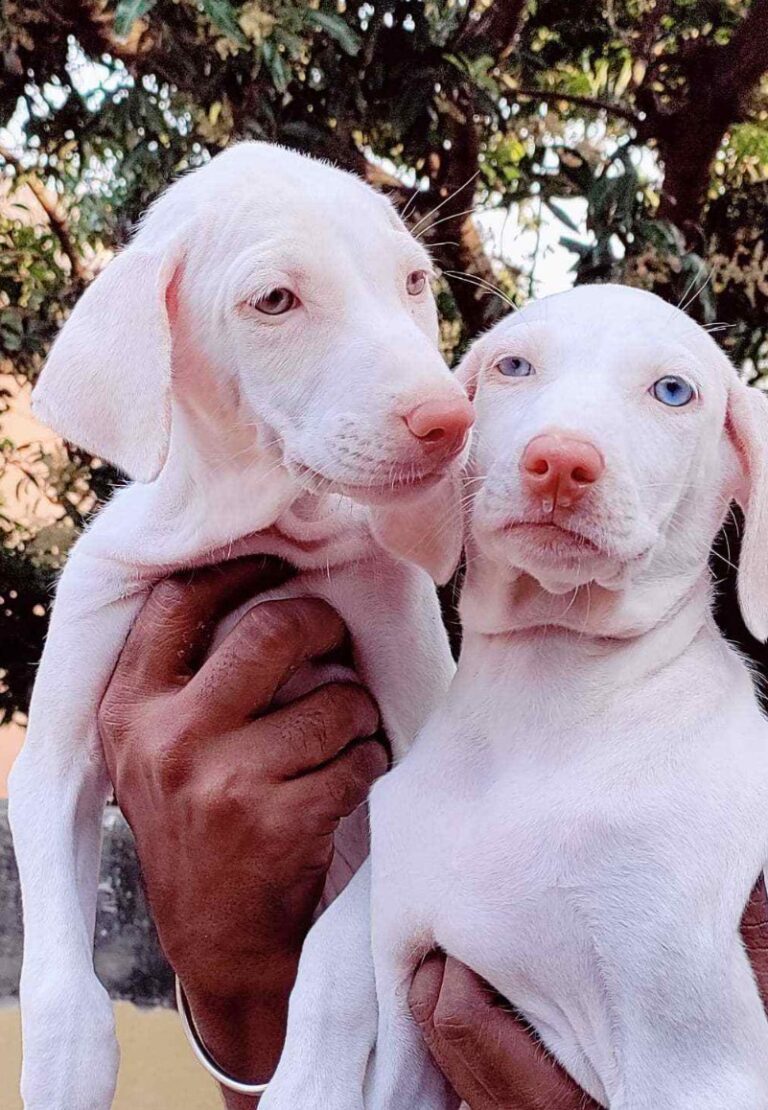 Buy registered Rajapalayam Puppies in delhi, India