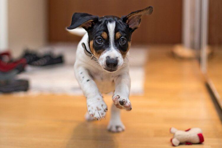Rat Terrier Puppies For Sale