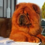 Chow Chow Red Puppies For Sale in Delhi, India