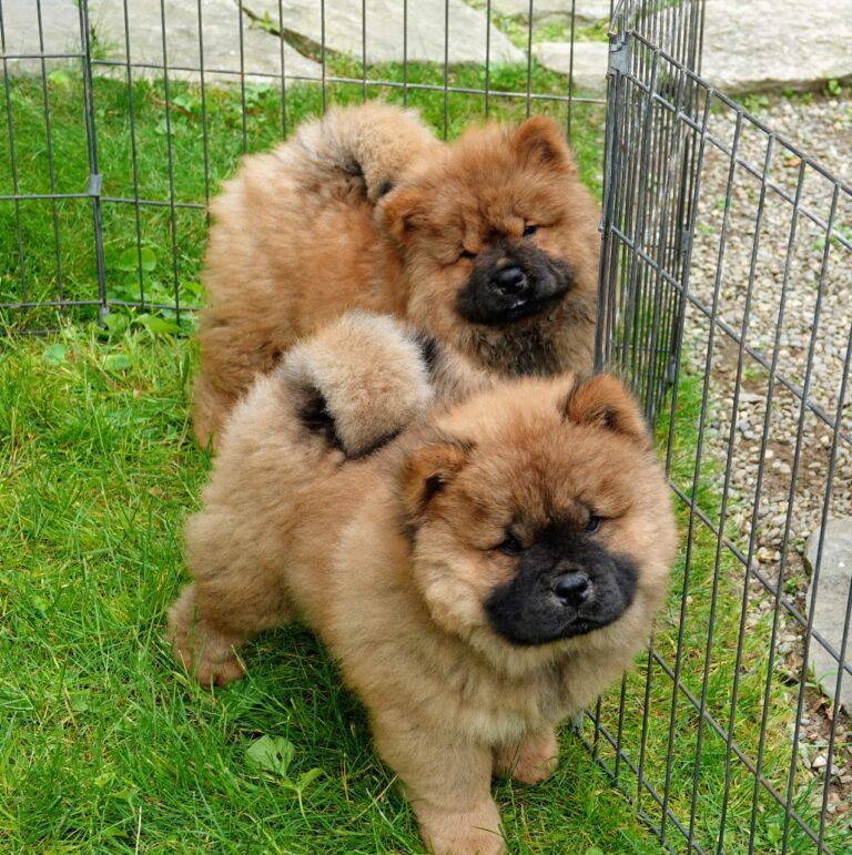 Buy registered Chow Chow Red Puppies in Delhi, India