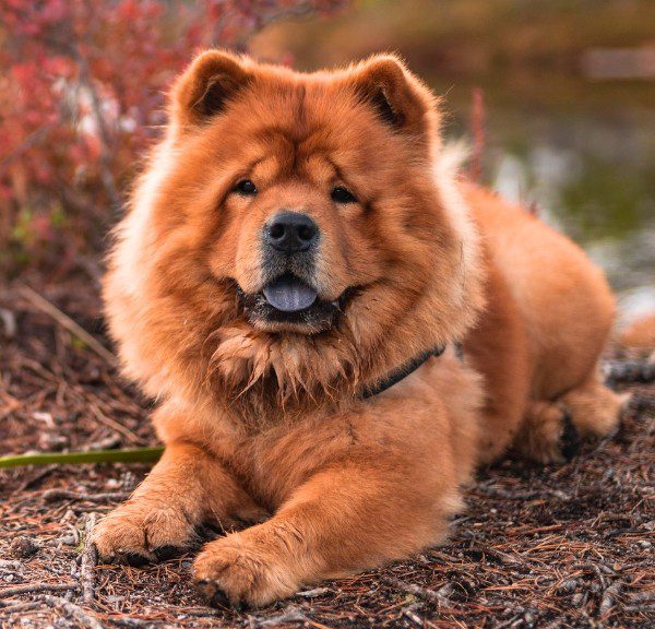 Chow Chow Red Puppies for sale in Delhi, India
