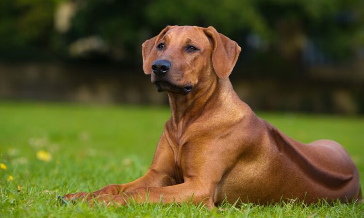 Buy Rhodesian Ridgeback Puppies in Delhi, India