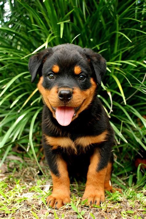 Rottweiler Puppies