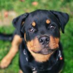 American Rottweiler Puppies For Sale near me
