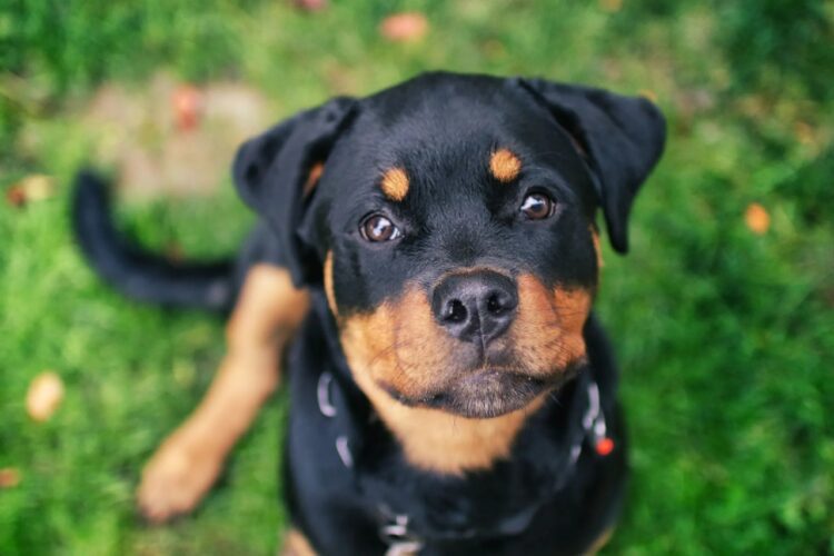 American Rottweiler Puppies For Sale near me