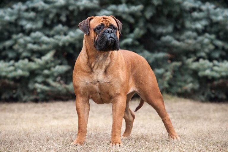 Bull Mastiff- Red Puppies in delhi