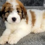 Saint Berdoodle Puppy for sale in Delhi