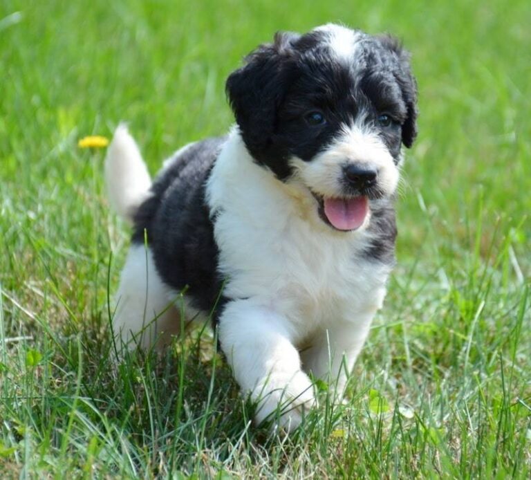 Buy registered Saint Berdoodle Puppy in Delhi
