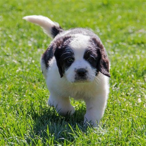 Saint Berdoodle Puppy for sale near me- vaccinated