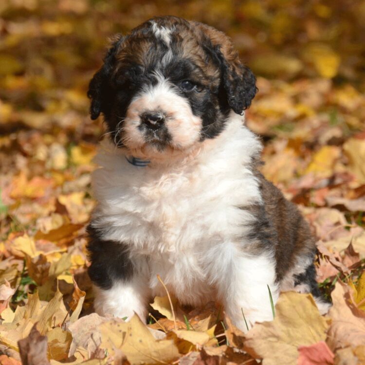 Buy Saint Berdoodle Puppy near me in India