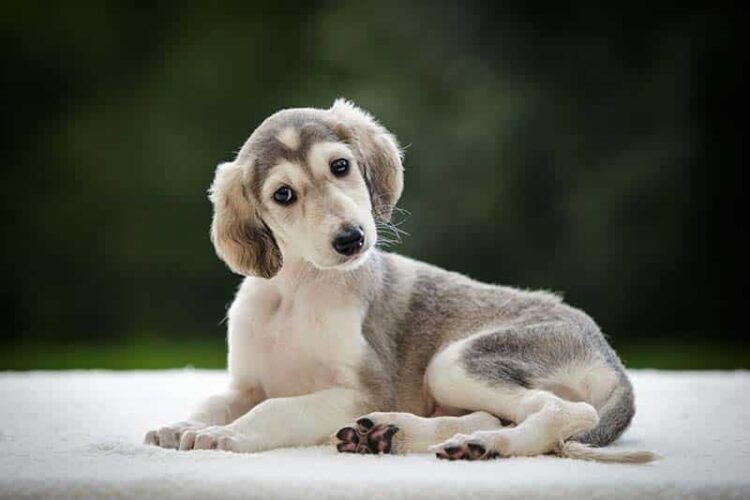 Saluki Puppies For Sale