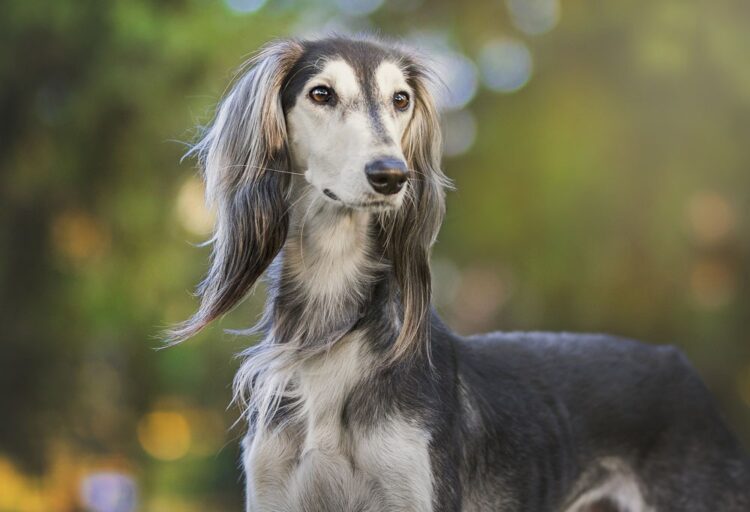 Saluki Puppies For Sale