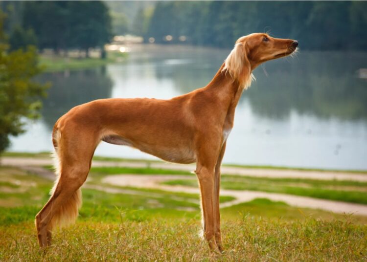 Saluki Puppies For Sale