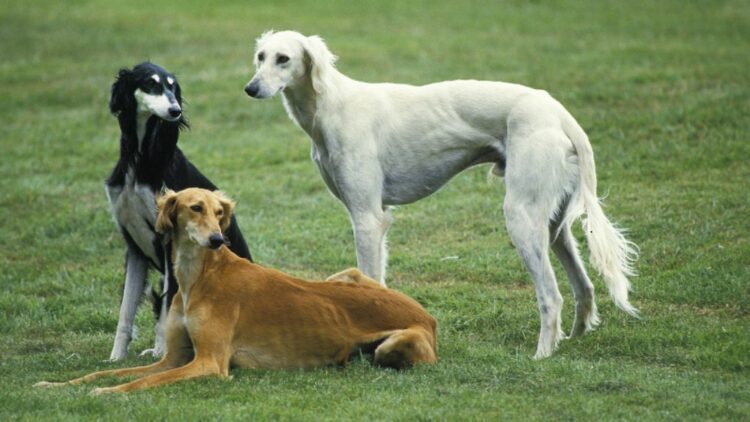 Saluki Puppies For Sale