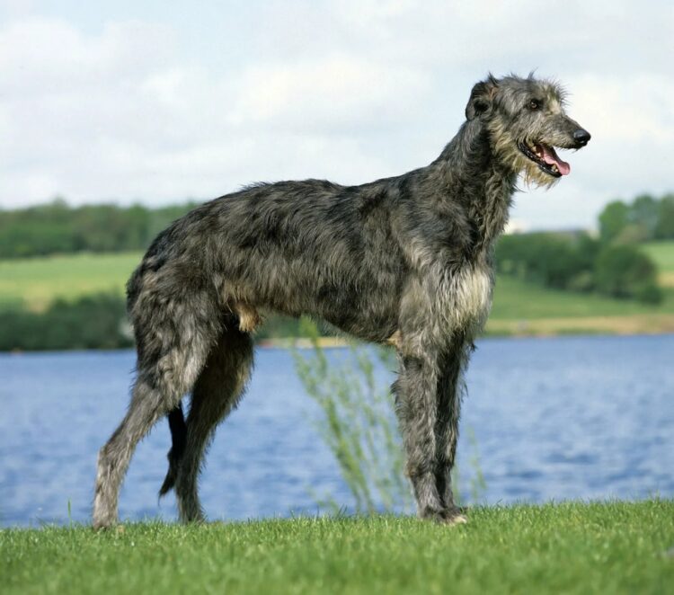 Scottish Deerhound Puppies For Sale