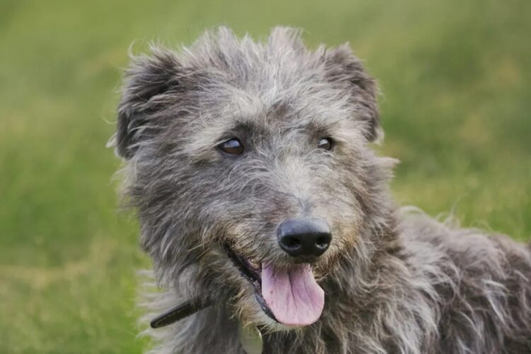 Scottish Deerhound Puppies For Sale