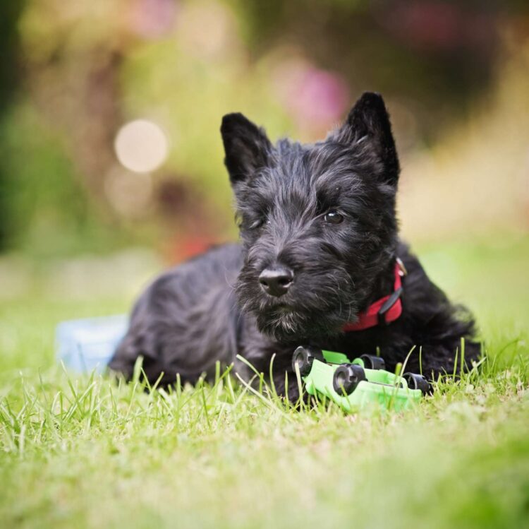 Scottish Terrier Puppies in delhi