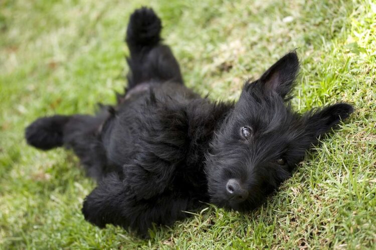 Scottish Terrier Puppies near me