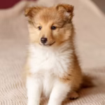 Shetland SheepDog Puppies For Sale
